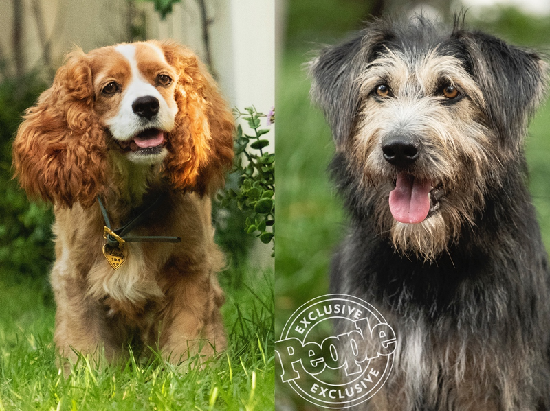 From left: Lady and Tramp in the live-action remake of Lady and the Tramp. All photos: K.C. Bailey/Disney (via People)